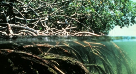 multifuncionalidad manglares y desalinización natural plantas