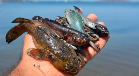 IEO señala vertido nutrientes agrícolas como causa mortandad fauna Mar Menor