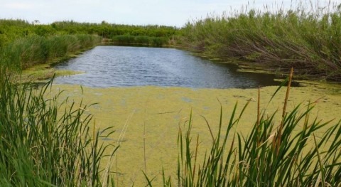 Marjal de la Safor (MAGRAMA).