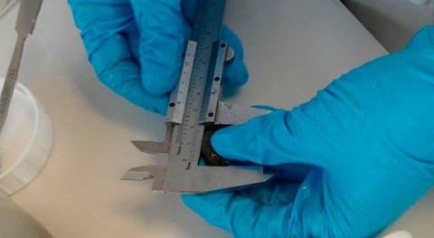Desarrollado nuevo tratamiento controlar al mejillón cebra Valencia