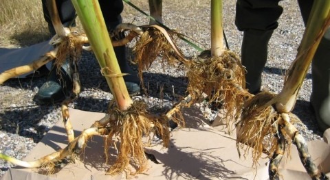 Plantas estudiadas (CIEMAT).