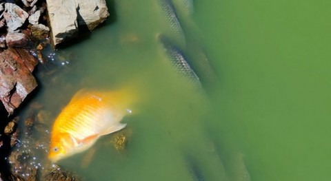 CHG investiga causas mortandad peces embalse Vicario