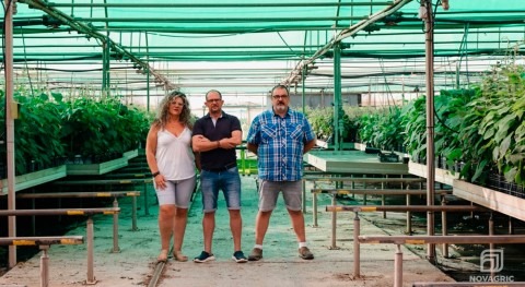 kiwi crece primera vez fuera zona cultivo