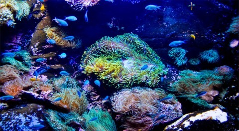 Tecnologías sostenibles conservación océanos