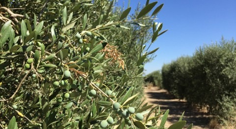 herramienta consigue disminuir riego olivos más 20%