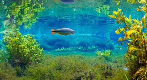 cada cuatro peces agua dulce están amenazados extinción, UICN