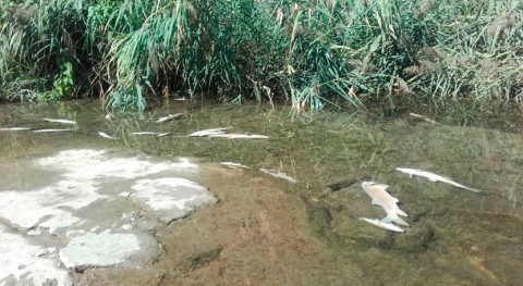 Aparecen peces muertos cauce río Henares altura Alcalá