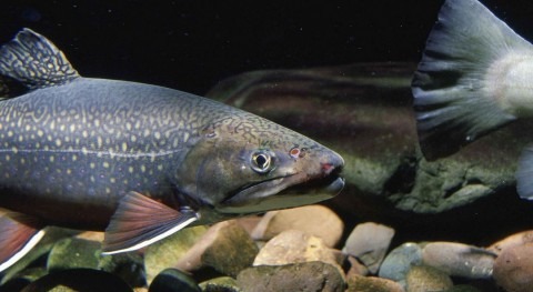 peces ríos españoles se "beben" insecticidas