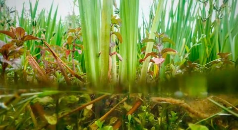 plantas acuáticas, clave paliar efectos cambio global humedales