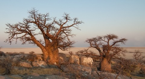 Baobab, Árbol Agua que desaparece explicación