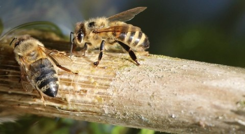 abejas, grandes aliadas agua
