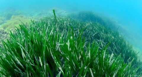 Posidonia, emisarios y campos golf