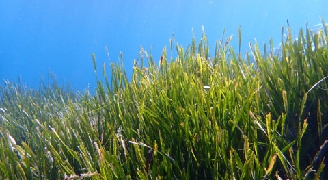 Posidonia Oceanica, reto Mar Mediterráneo