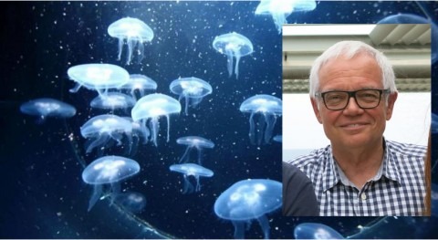 " años secos y pocas lluvias es más abundante presencia medusas nuestras costas"