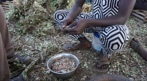 agricultores Sahel africano diversifican cultivos adaptarse al cambio climático