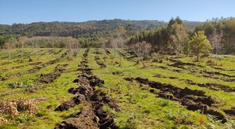 AMIBLU Pipes Spain reforesta bosque Borela Pontevedra y compensa 646 toneladas CO2