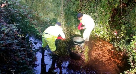 CHMS retira planta acuática invasora "ludwigia grandiflora" detectada río Barbaña