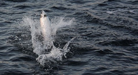 Salmón atlántico (Thomas Bjørkan, Wikipedia Commons/CC).