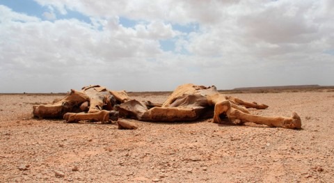 sequía Somalia obliga decenas familias huir busca agua y alimentos