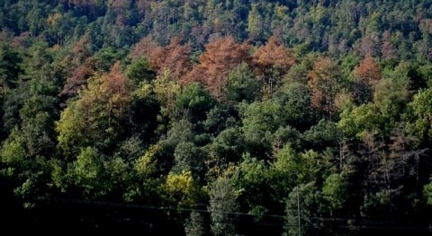 Ya se puede predecir sequía bosques catalanes