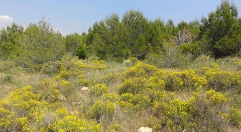 Restauración de la cantera de Alcover y Mont-Ral (CREAF).