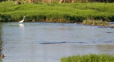 Comienzan pruebas mejora ambiental tramo final río Llobregat