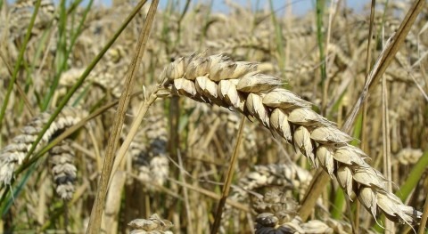 lluvias mejoran producción trigo Siria, pero situación sigue siendo precaria