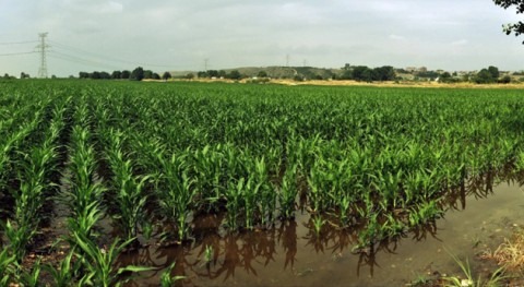 Vega baja Jarama, agricultura y calidad agua