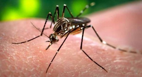 Zika: amenaza emergente