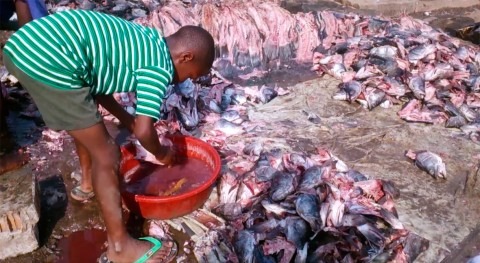 Agua limpia lavar pescado