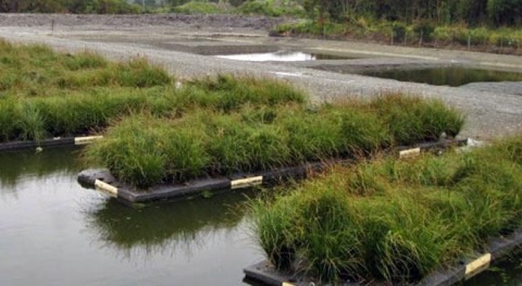 Humedales artificiales depurar aguas residuales pequeñas poblaciones