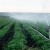 México avanza gestión digital agua agricultura