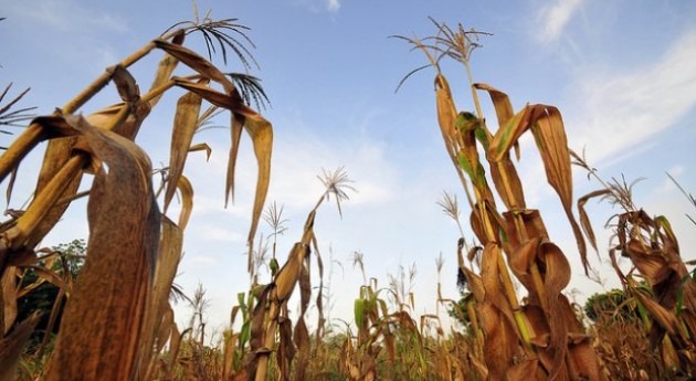 ¿El maíz está perdiendo carrera cambio climático?
