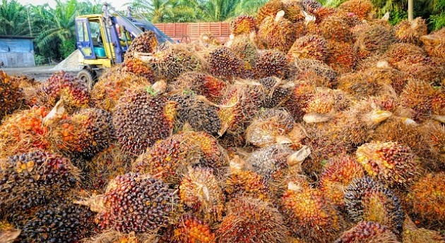 #CambioClimático, ¿mito o realidad? aceite palma