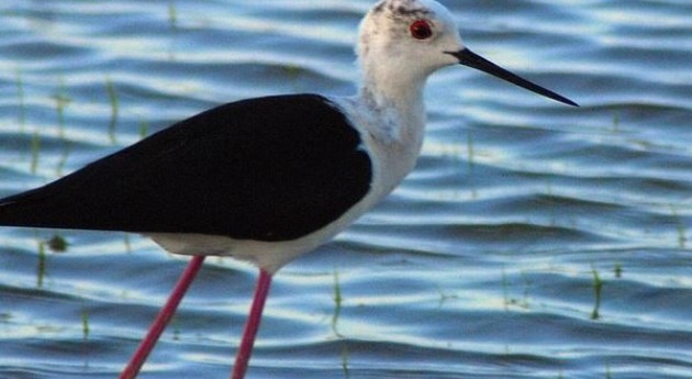 proyecto 'Life+ 12 Albufera' permite mejorar calidad aguas y hábitat aves