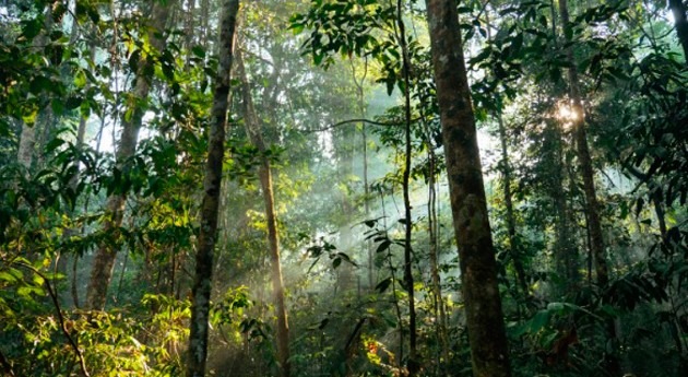 barrera ríos influyó, pero no llega explicar alta biodiversidad vegetal amazónica