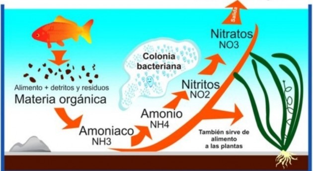 Eliminación amonio y nitrógeno amoniacal aguas, mediante ozono