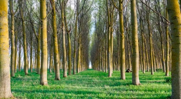 árboles y suelo, depuradora natural que inspira filtros verdes