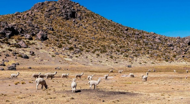 Proyecto Ayninakuy: Comunidades altoandinas Arequipa se adaptan al cambio climático