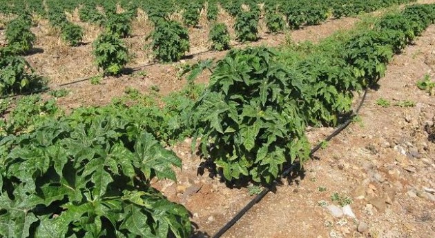 Comisión Nacional Riego invierte agricultura Atacama y Coquimbo
