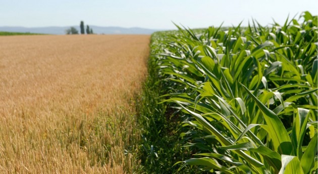 Retos agricultura resiliente: anticipación y adaptación amenazas derivadas clima