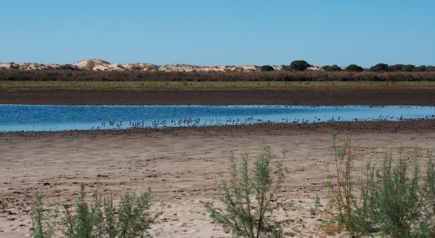 evidencia es contundente: explotación acuífero está causando graves impactos Doñana