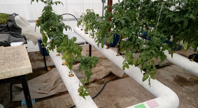 ¿Cómo obtener más tomates utilizando menos agua?