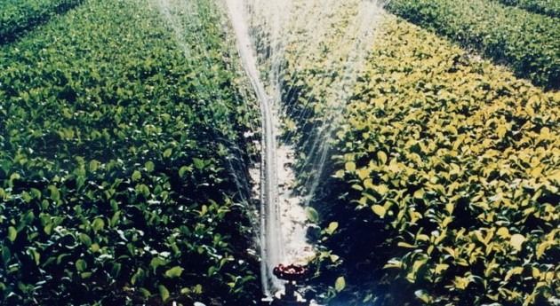 plan zonas regadíos Corona Forestal Doñana se abordará consejo participación enero