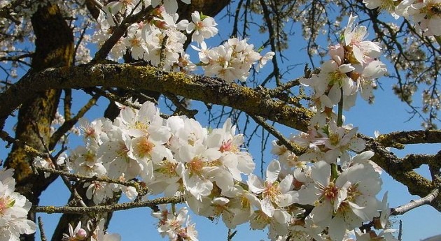 2,7 millones euros almendros afectados sequía Almería, Granada, Jaén y Málaga