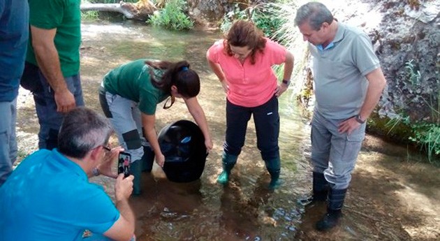Liberados 5.000 ejemplares trucha común río Guadalentín reproducción