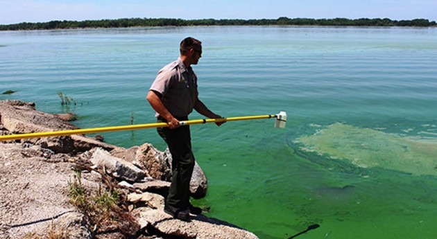 Cyanobacterias o microalgas. ¿Cómo eliminar agua?
