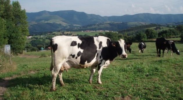 ¿Cómo garantizar bienestar vacas lecheras escenario cambio climático?