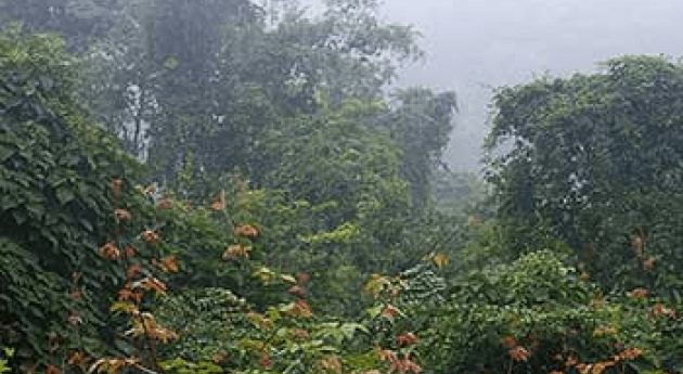 tensa humedad que palpita selva montaña: Yungas
