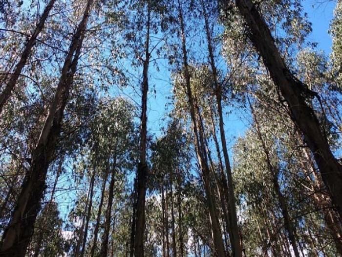 El impacto de los bosques de eucaliptos en los recursos hídricos | iAgua